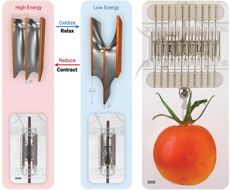 Liao et al., Advanced Science (2022)