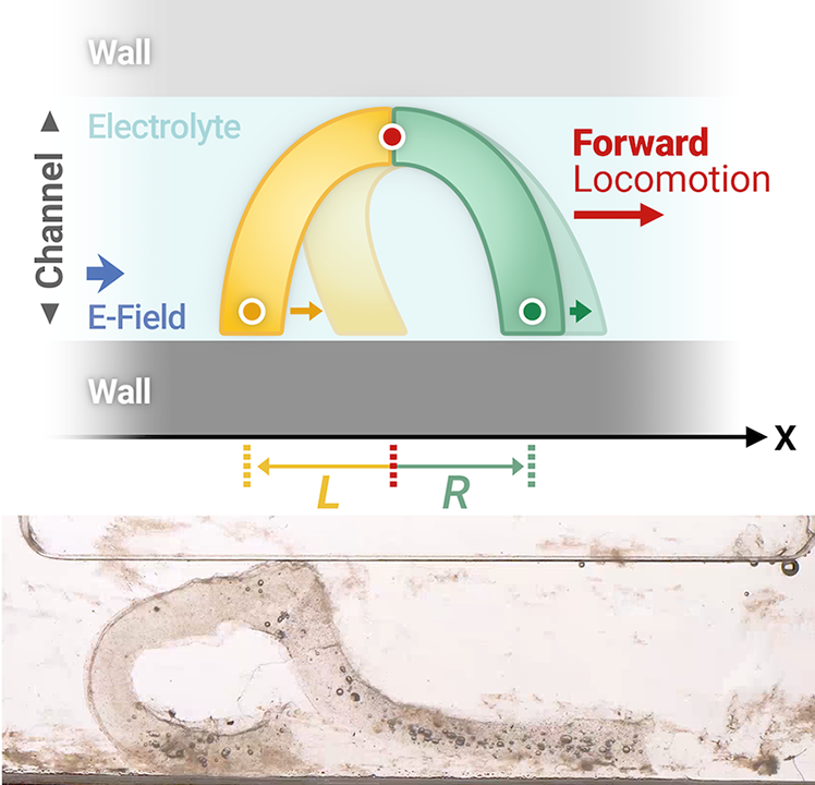 Zhang and Liao et al., Advanced Functional Materials (2023)