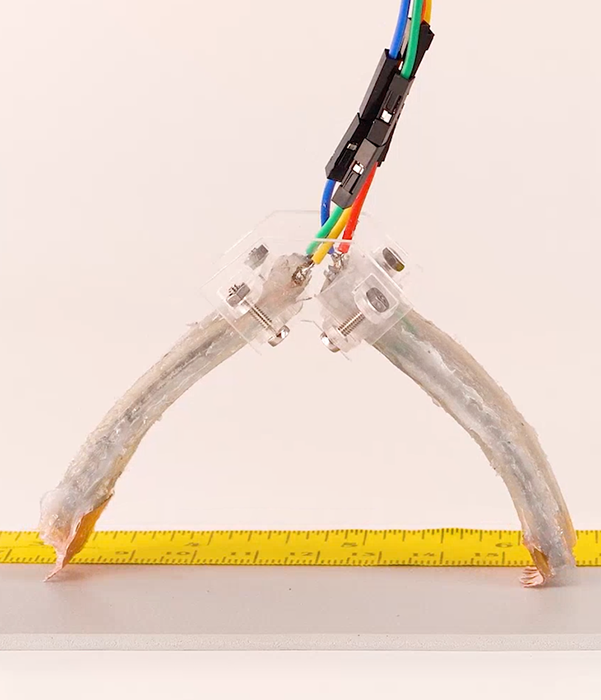 Zadan et al., Advanced Materials (2021)